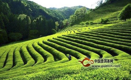 桐城小花茶是什么茶