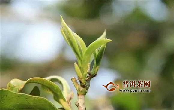 前峰雪莲茶怎么制作的