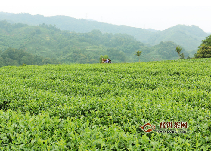 君山银针是好茶吗？君山银针——黄茶中的佼佼者！