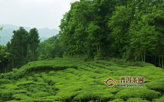 海马宫茶产地在哪里