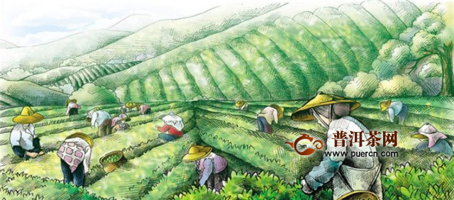 平阳黄汤的特点：“黄叶黄汤”、“浓而不涩，厚而甜醇”