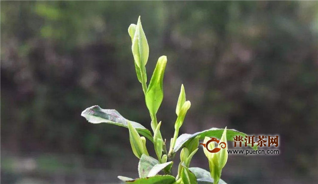 平阳黄汤怎么做？平阳黄汤加工技术要点！