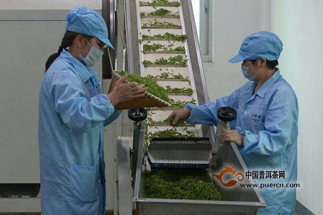 平阳黄汤制茶工艺