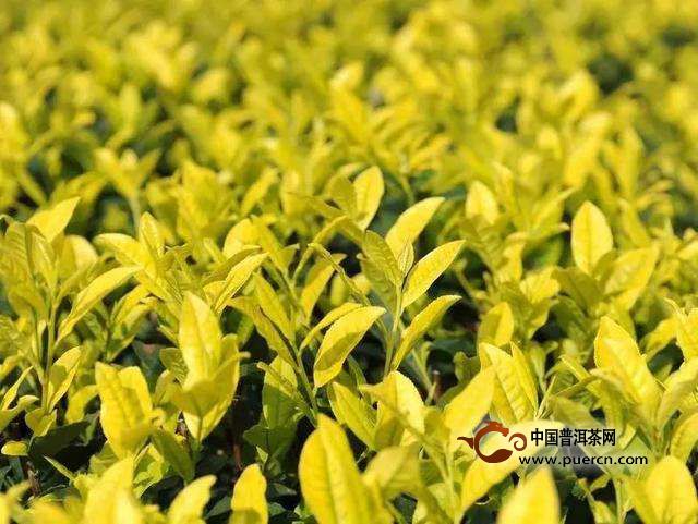 平阳黄汤茶介绍