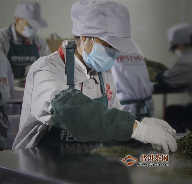 广东大叶青属于什么茶？是黄大茶的代表品种之一