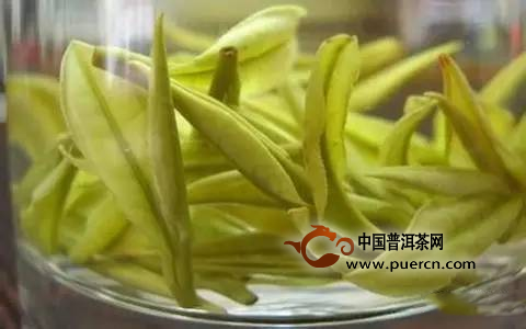 广东大叶青是青茶？还是黄茶？