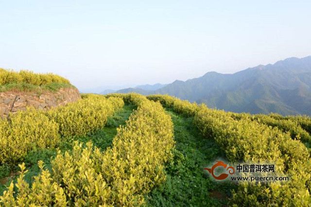 皖西黄大茶