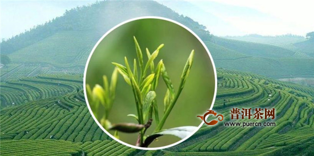 黄大茶有哪些茶品？皖西黄大茶、大叶青、海马宫茶