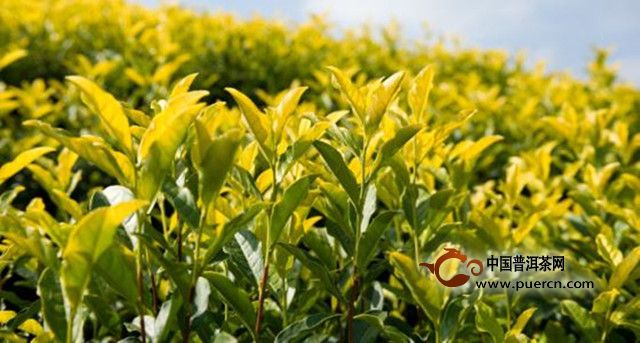 皖西黄大茶属于什么茶