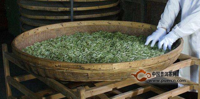 沩江白毛尖的加工工序