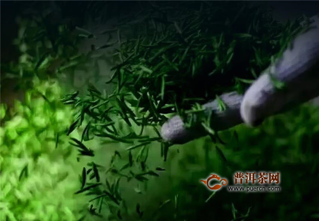 蒙顶黄芽真的好吗？千年贡茶很好！
