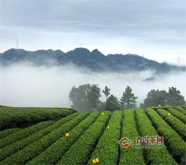 蒙顶黄芽属于什么茶？是黄茶中的极品