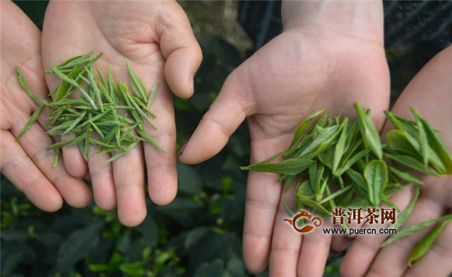 蒙顶黄芽属于什么茶？是黄茶中的极品