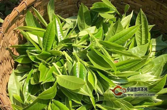 鹿苑毛尖的加工工艺