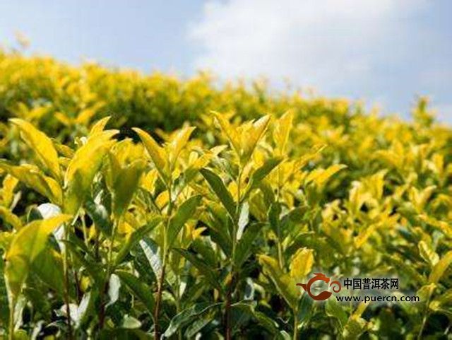鹿苑毛尖简介
