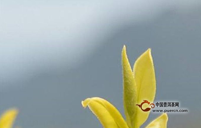 鹿苑毛尖是什么茶？产地在哪里