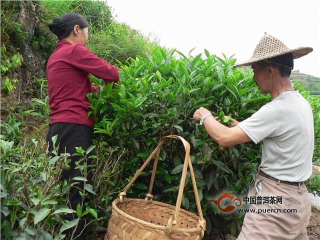 通天岩茶采制工艺