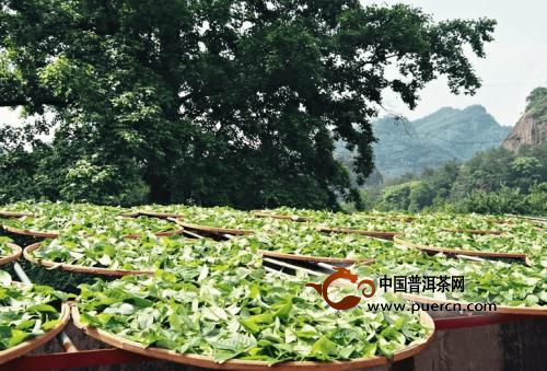 通天岩茶采制工艺