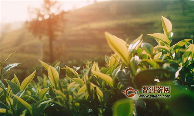 白牡丹茶饼可以保存吗？是白茶收藏市场的一颗新星！