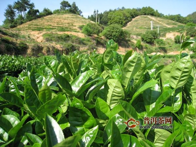 永春佛手属红茶还是绿茶