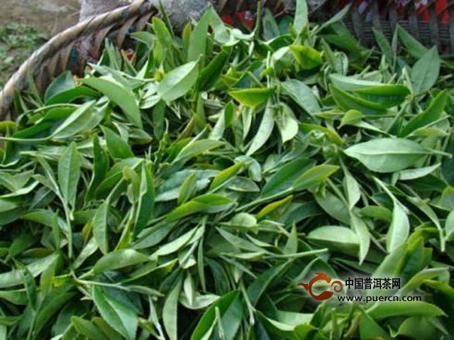 安溪黄金桂茶制作工艺