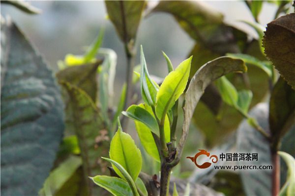 黄金桂茶的特点
