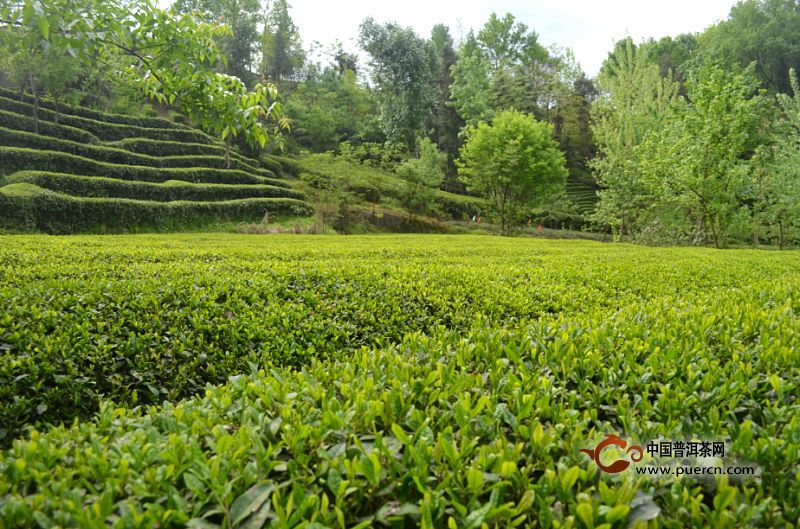 黄金桂茶的特点