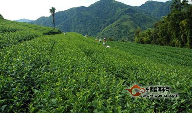 黄金桂是绿茶吗