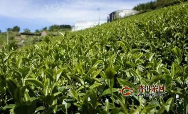 东方美人茶：小虫咬出来的香味