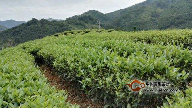 什么是东方美人茶？东方美人茶产地在哪里