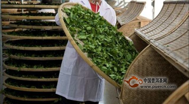 如何制作东方美人茶