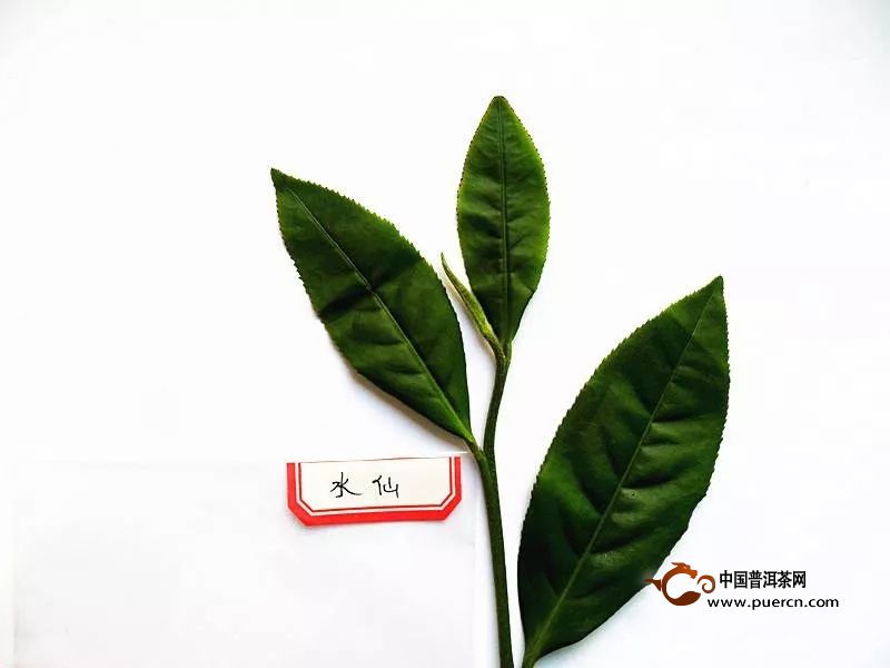 细说味醇厚、香清幽的武夷水仙茶