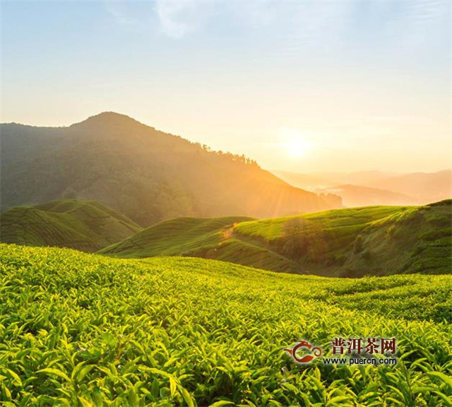 武夷水仙是什么茶？乌龙茶
