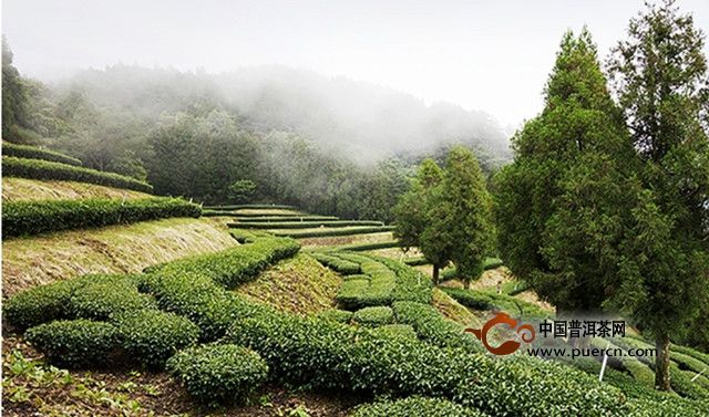 阿里山乌龙茶好喝吗？怎么冲泡好喝