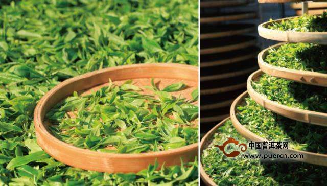 阿里山乌龙茶外形特征