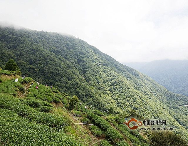 阿里山乌龙茶是红茶吗