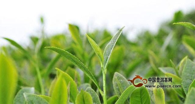 阿里山乌龙茶怎么样