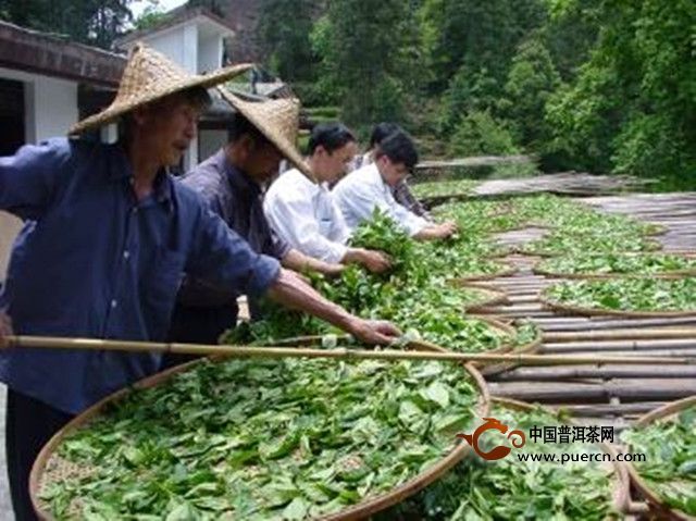 水金龟茶制作工艺