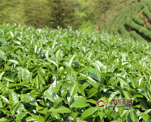 武夷山水金龟是什么茶？岩茶"四大名丛"之一