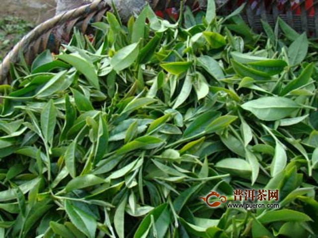 白鸡冠茶加工工艺步骤