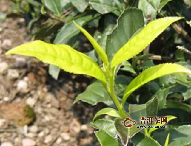 武夷山白鸡冠是什么茶？白鸡冠茶好喝吗
