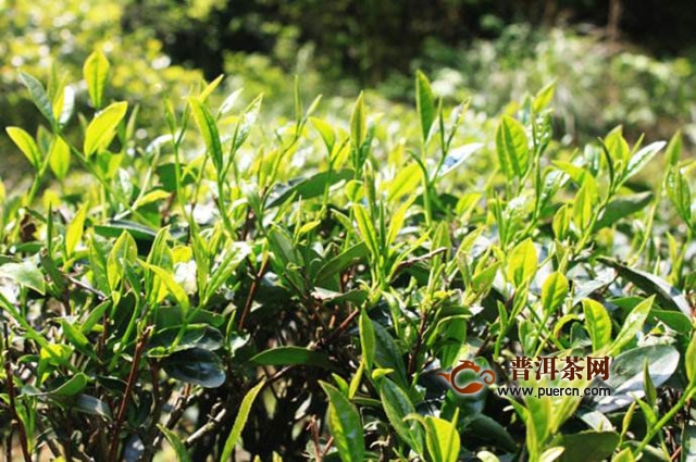 武夷山白鸡冠是什么茶？白鸡冠茶好喝吗