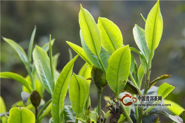凤凰水仙的由来