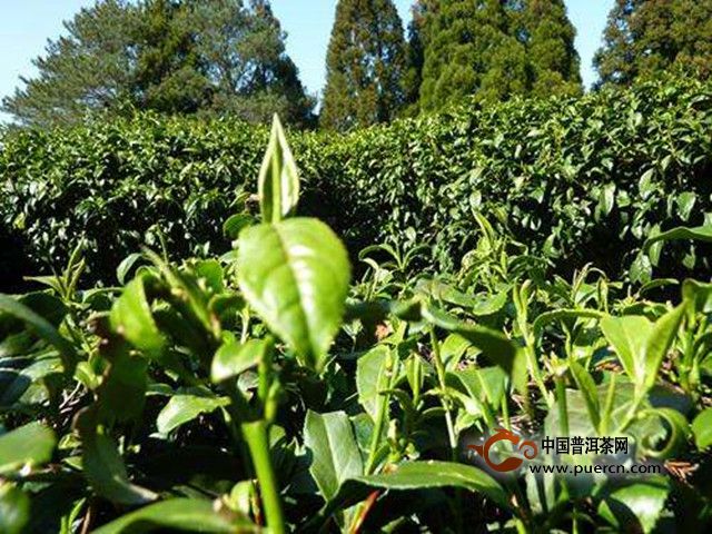 金萱茶