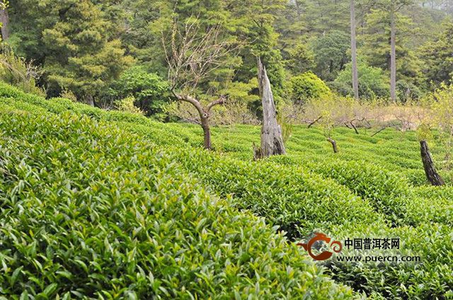 文山包种茶产地