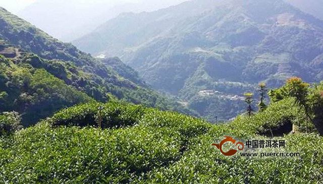 文山包种茶产地