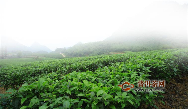 英德红茶历史源，英德茶的前世和今生！