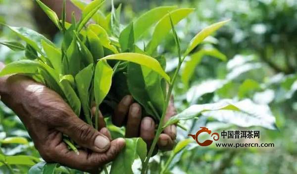 斯里兰卡红茶怎样选？解读锡兰茶的前世今生
