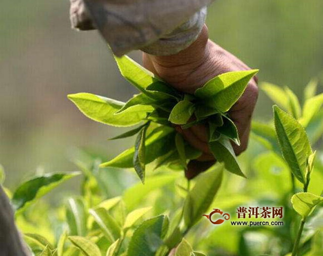 锡兰红茶和阿萨姆红茶的区别