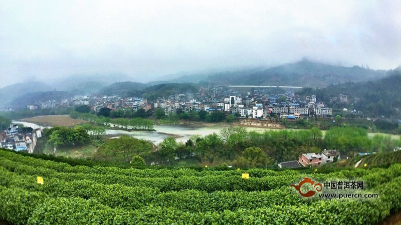 坦洋工夫茶的产地以及历史
